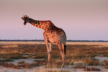 Giraffe im Abendlicht