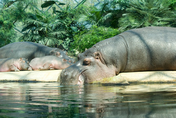Hippopotamus