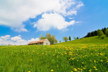 Colline in fiore