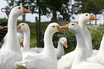 Domestic Geese