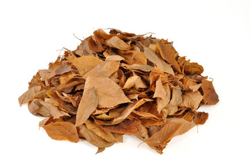 foglie secche autunno ciliegio