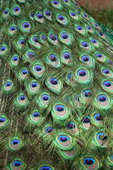 Obraz premium Le piume del pavone