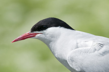 Artic tern