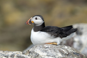 Puffin
