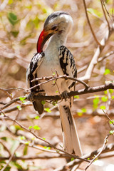 Red-billed Hornbill bird sitting in a tree