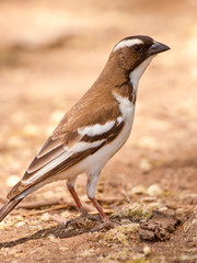 Weaver bird sitting on  the ground