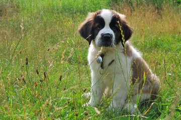 Saint bernard chiot