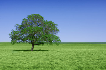 Lone green tree in nature