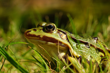 frog