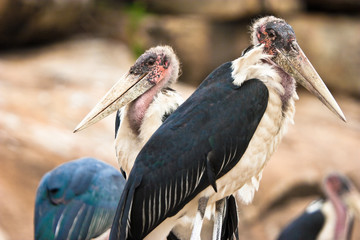 Obraz premium Marabou Stork bird standing on the ground