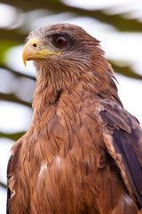 Black kite bird sitting in a tree