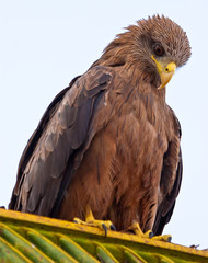 Fototapeta premium Black kite bird sitting in a tree