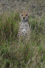 Cheetah (Acinonyx jubatus), Masai Mara, Kenya