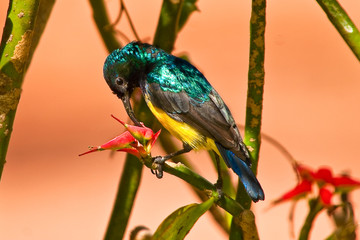 Hummingbird sitting in a tree