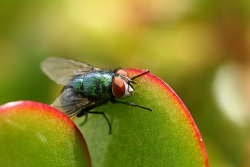 fly on crassula ovata