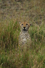 Cheetah (Acinonyx jubatus), Masai Mara, Kenya
