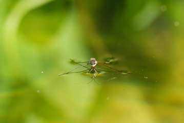 water strider