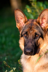 German shepherd