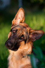 German shepherd