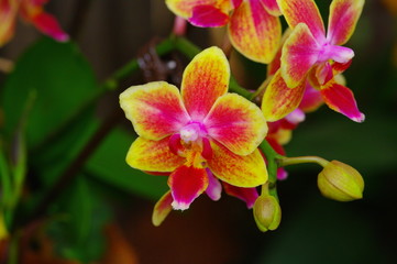 Orchidee pink/gelb