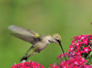 Ruby Throated Hummingbird