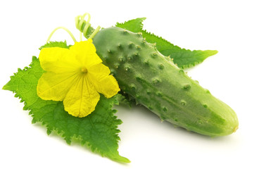 cucumber with leaves