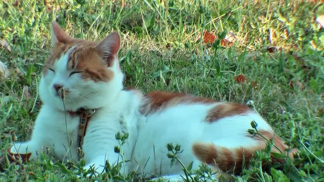 Le chat dort