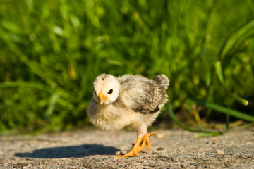 wild bird