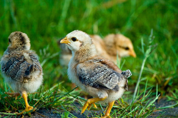 wild bird
