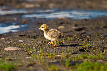 wild bird