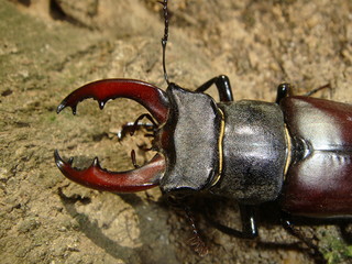 mandibules