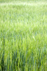 A field of tall green grass in summer with short depth of field
