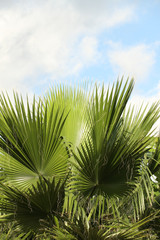 palmier "latanier vert"