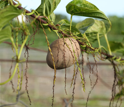 tubercule de hoffe ou "pomme-en-l'air", dioscorea bulbifera