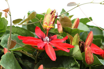 liane volubile à fleurs rouges