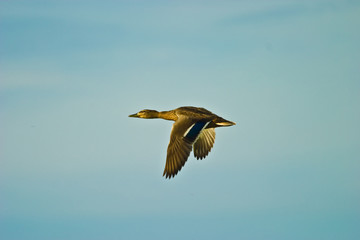 wild bird