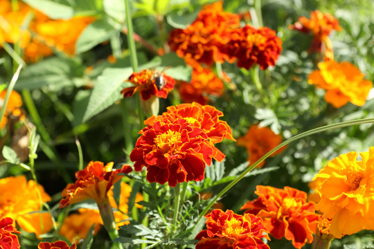 oeillets d'Inde, tagetes patula