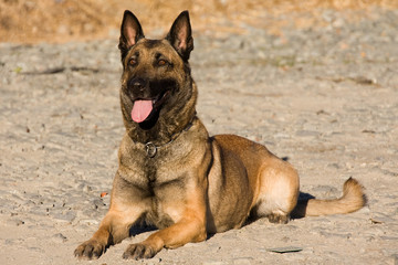 Malinois