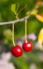 Branch of cherry