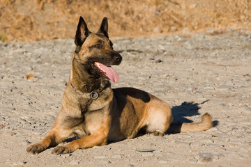 Belgian Shepherd