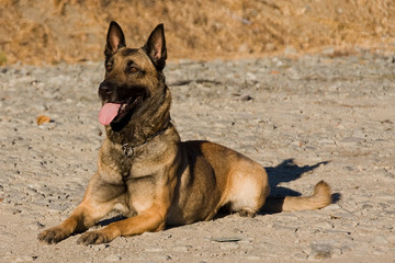 Belgian Malinois