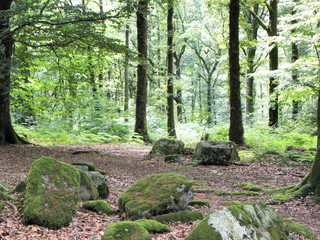 forêt 3