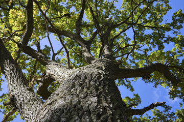 Tree from below