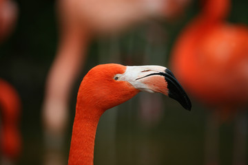 Fototapeta premium Chileflamingo