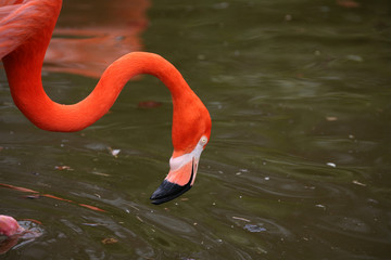 Chileflamingo
