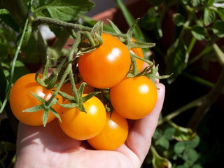 Gärtner kontrolliert die Tomatenfrucht