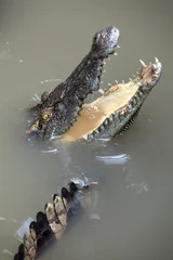 Photo sur Aluminium Crocodile Crocodile gueule ouverte