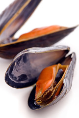 Miesmuscheln