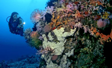 Papier Peint photo Plonger Taucher im farbenprächtigen Korallenriff