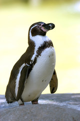 small penguin